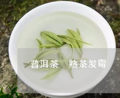 普洱茶 熟茶发霉/2023041041815